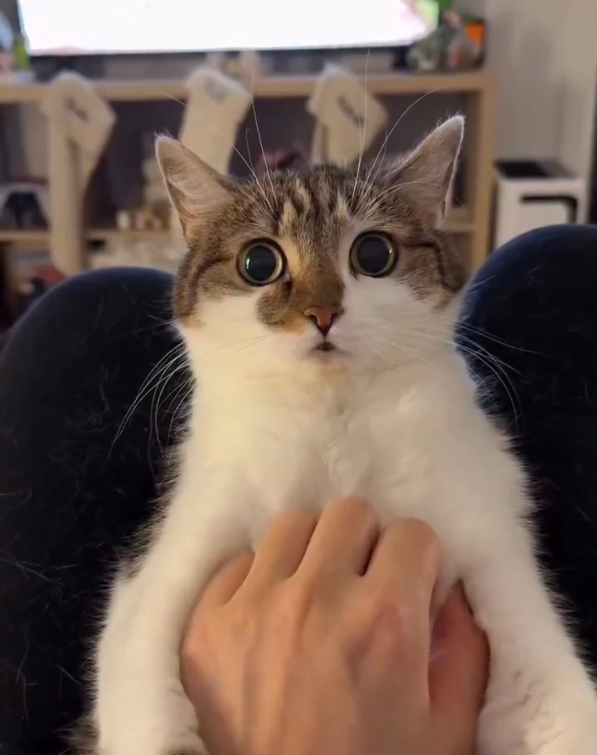 세진