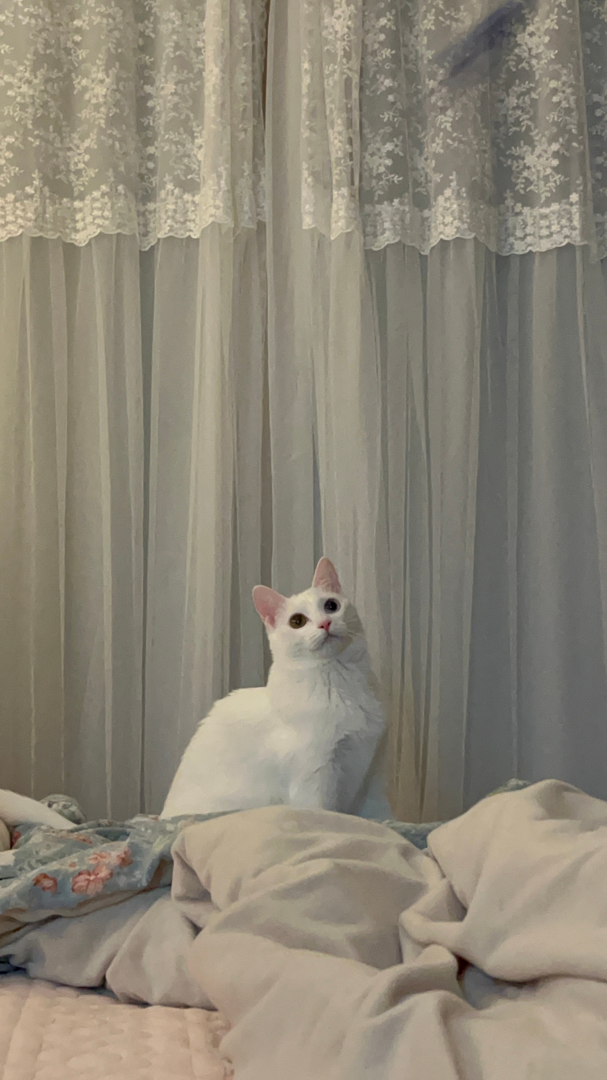 낭만적 고양이