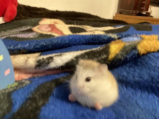 HYES