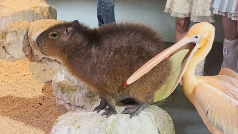 전댕댕