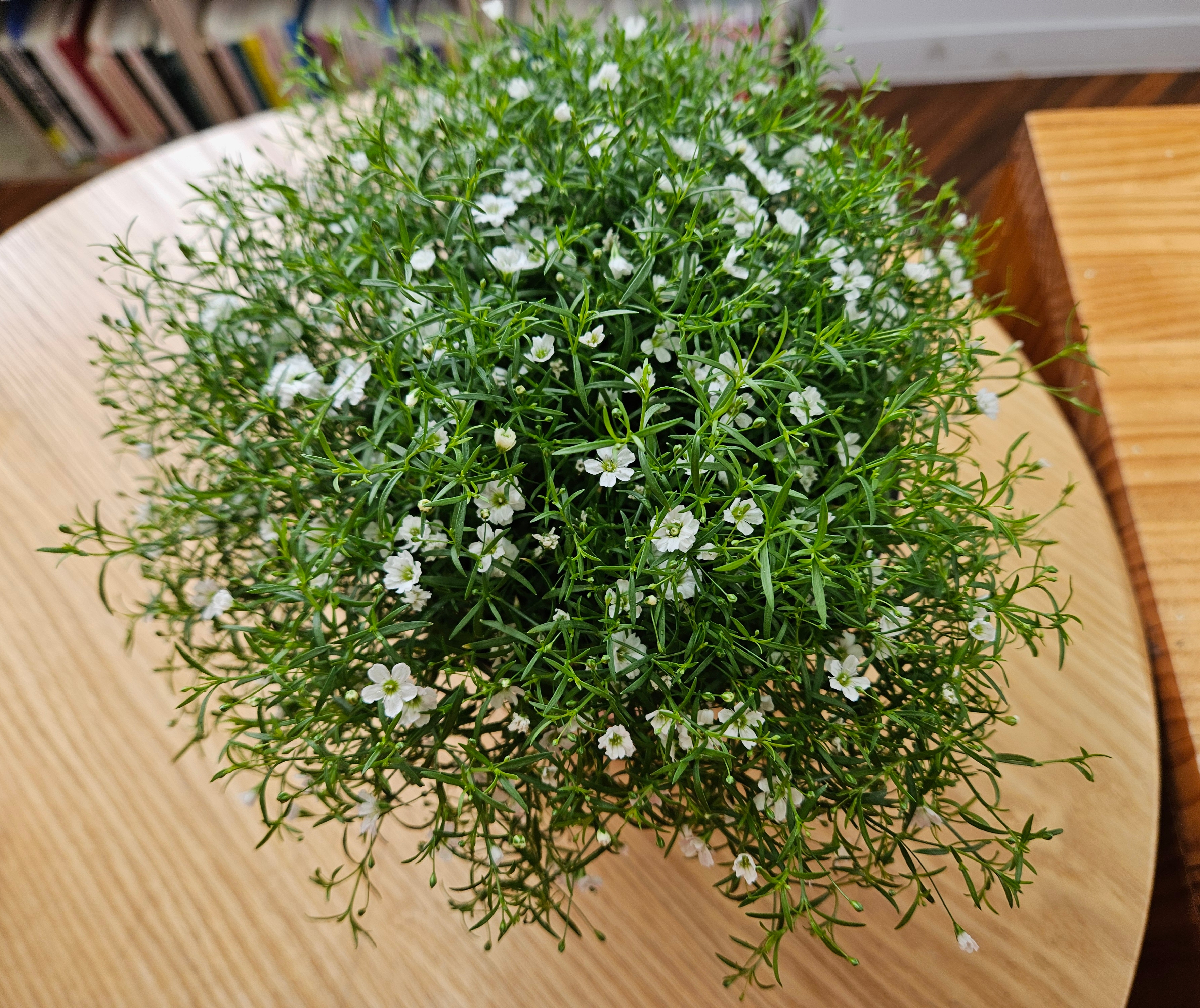 고니